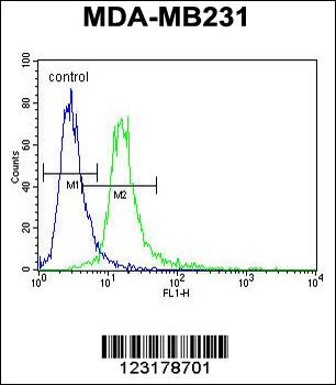ANKRD13C Antibody (N-term)