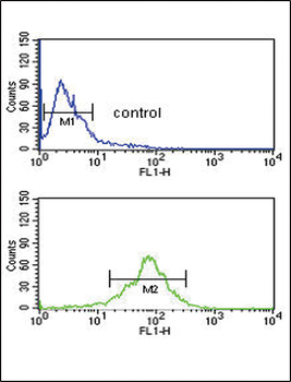 ACOT8 Antibody (C-term)