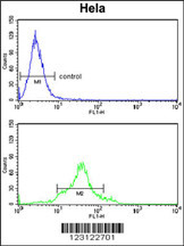 CDC20 Antibody (N-term)