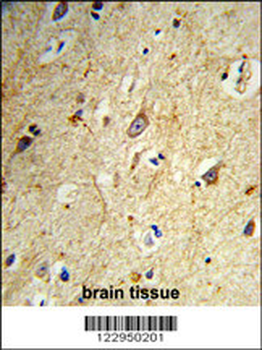 GABARAPL1 Antibody