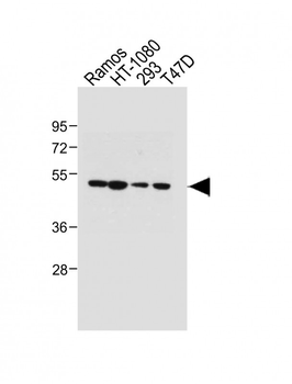 PTGER3 Antibody (N-term)