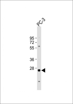 CREM Antibody (C-term)