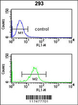 NUP153 Antibody (N-term)