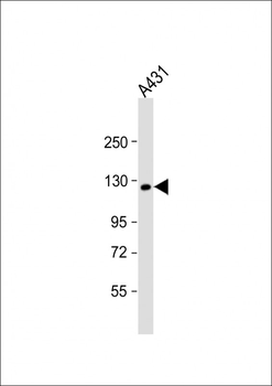 KIF11 Antibody (N-term)