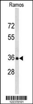 POU2AF1 Antibody (N-term)