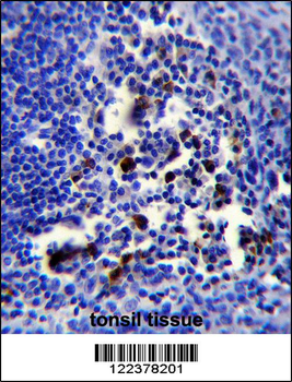 POU2AF1 Antibody (N-term)