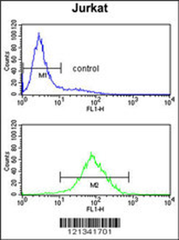 PPM1H Antibody (Center)