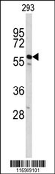 CDC14B Antibody (Center)