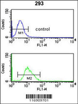 CDC14B Antibody (Center)