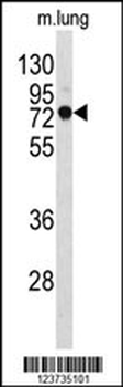 EEFSEC Antibody (C-term)