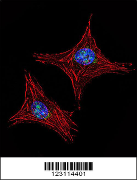 UTY Antibody (C-term)