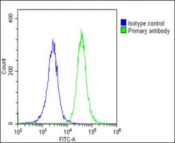 CYP27B1 Antibody (C-term)