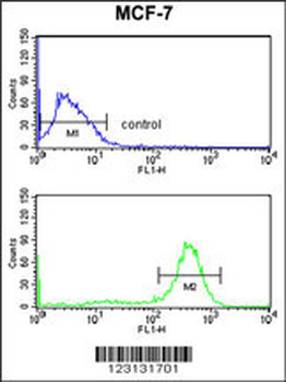 CHPF Antibody (Center)
