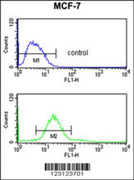 CDIPT Antibody (Center)