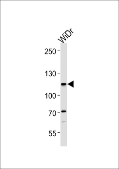 CARD6 Antibody (Center)
