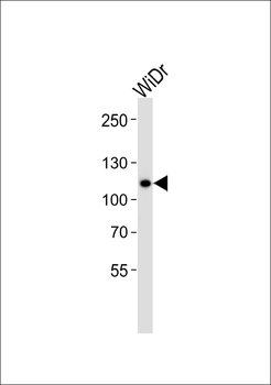 CARD6 Antibody (Center)