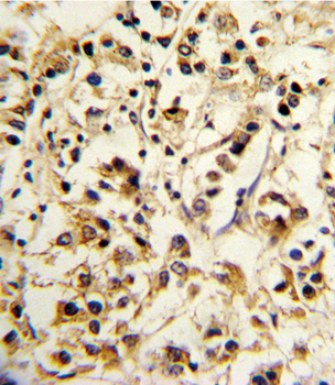 KIR2DL4 Antibody (C-term)