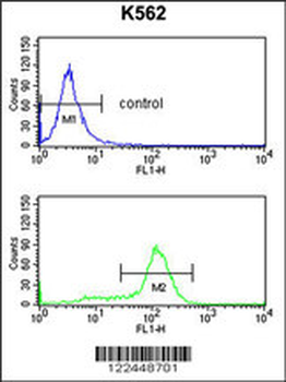 CDK5RAP1 Antibody (C-term)