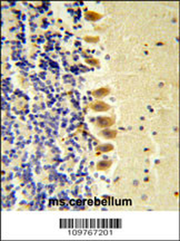 STK40 Antibody ( C-term )
