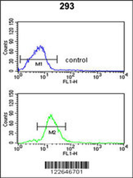 PEX11A Antibody (N-term)