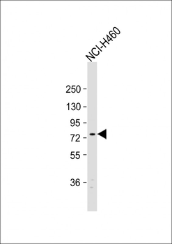 EXOC5 Antibody (C-term)