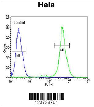 EBP Antibody (N-term)
