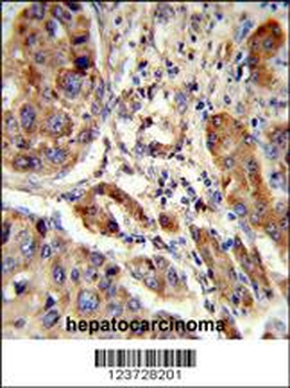 EBP Antibody (N-term)
