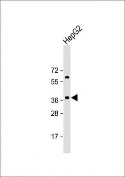 E2F5 Antibody (N-term)