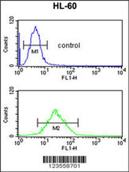 LY75 Antibody (Center)