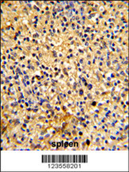 LY75 Antibody (Center)