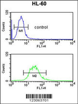 C14orf145 Antibody (Center)