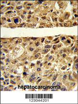 ARG1 Antibody (C-term)