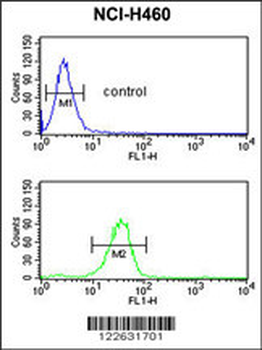 IL1F8 Antibody (N-term)