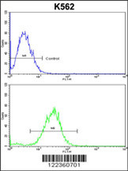 CDC5L Antibody (Center)
