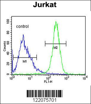 ANGEL1 Antibody (C-term)