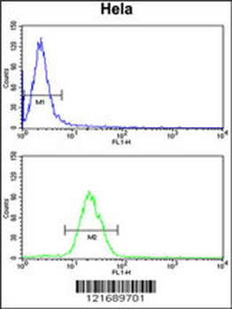 INSIG1 Antibody (N-term)
