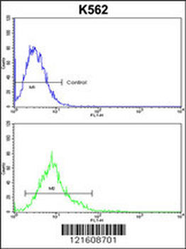 ALDH18A1 Antibody (Center)