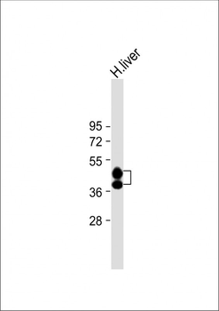 HP Antibody (Center)