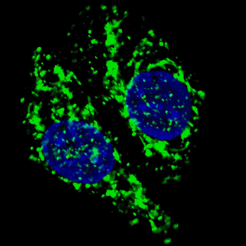AIFM1 Antibody (N-term)