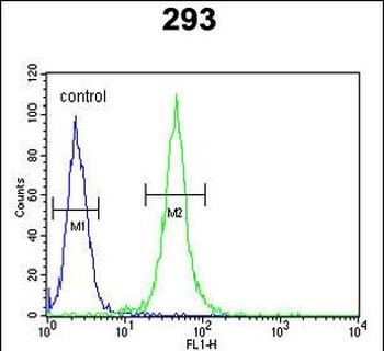 FOXC1 Antibody (C-term)