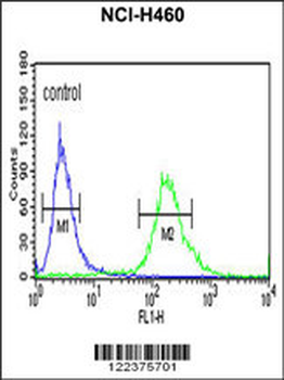ALG14 Antibody (Center)