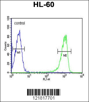 TNFSF11 Antibody (N-term)