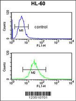 SELENBP1 Antibody (C-term)
