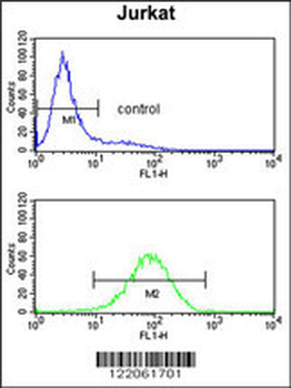PLCL1 Antibody (N-term)