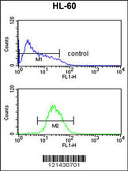 ATF7 Antibody (N-term)