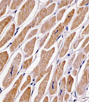 MFN2 Antibody (Center)