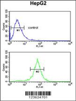 UBAP1 Antibody (N-term)