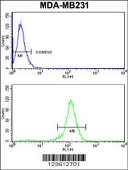 RBBP7 Antibody (N-term)