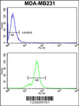 NCK1 Antibody (N-term)
