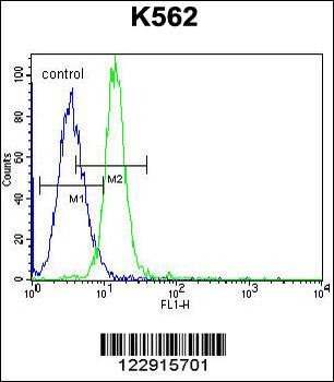 KCNH2 Antibody (Center)